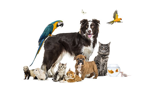 The pets & animal industry | Blog | BrandBrahma